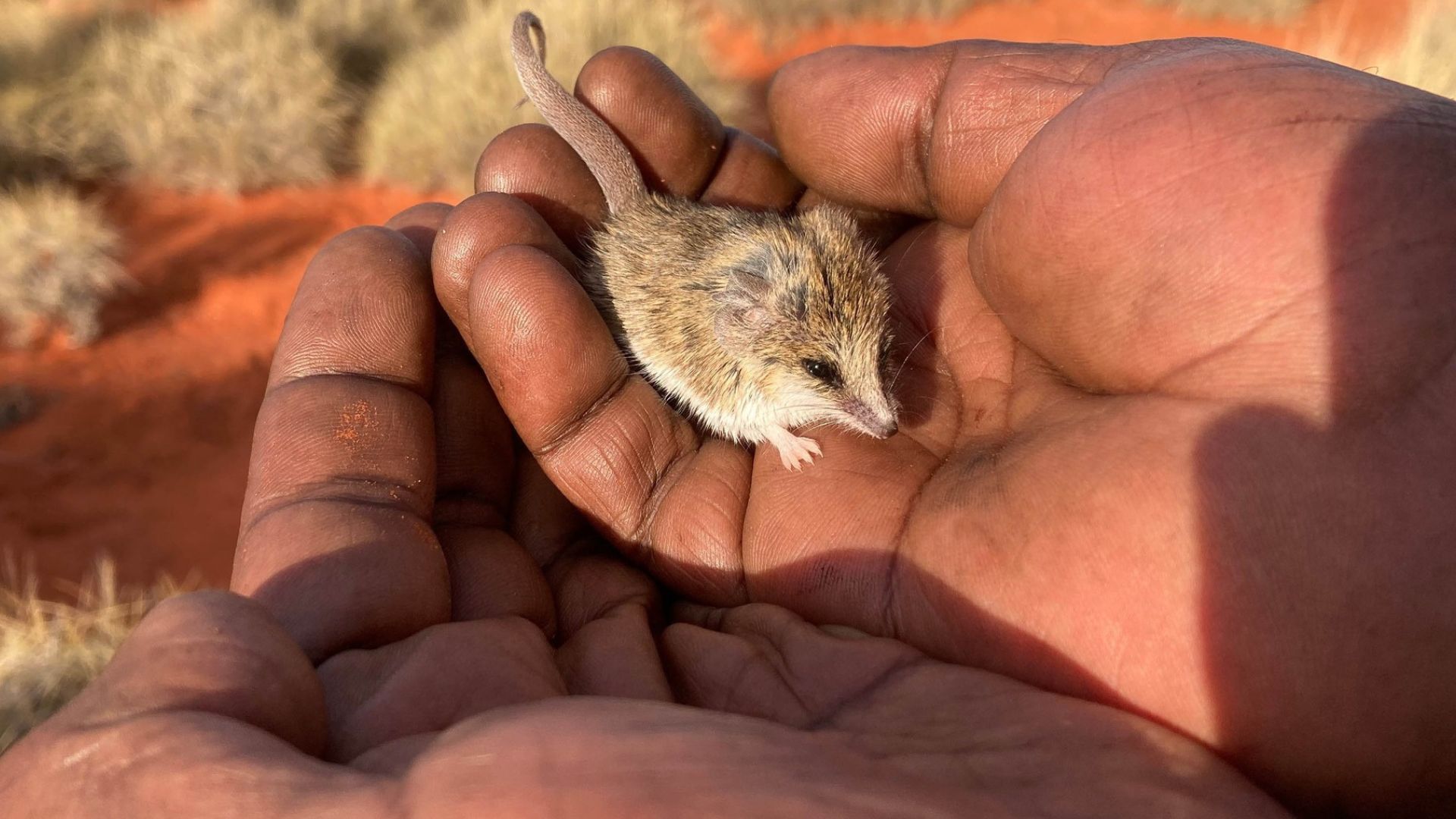 Central Land Council Arltapilta Inelye Rangers | Simpson Desert