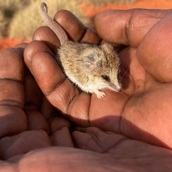 Central Land Council Arltapilta Inelye Rangers | Simpson Desert