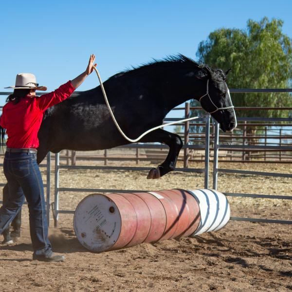 Real Jobs Program Norther Territory