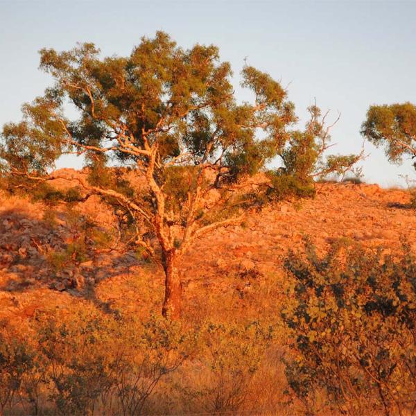 Tree in Australian bush