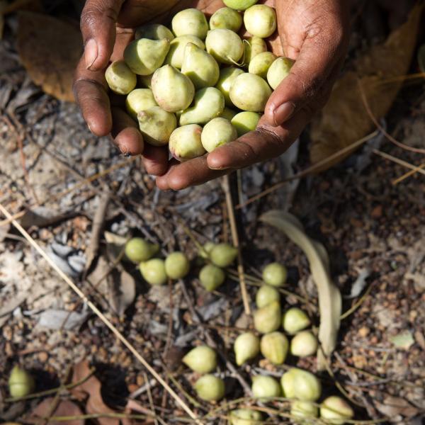 Gubinge also known as Kakadu Plum