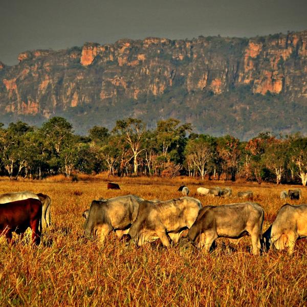 Cows grazing on Gunbalanya station, Kunwinjku Country, West Arnhem Land, NT