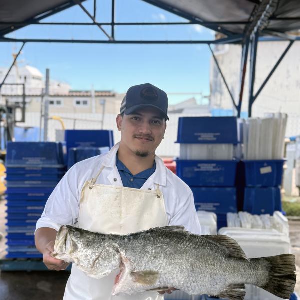 denzel corpus_darwin fish market asc_16