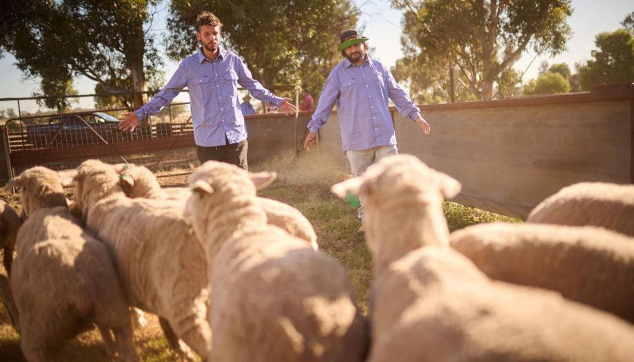 two farm hands working with sheep in the sheep yard.