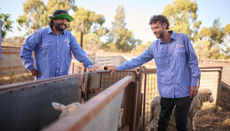 Galari Agricultural Company farm hands working in the sheep yards