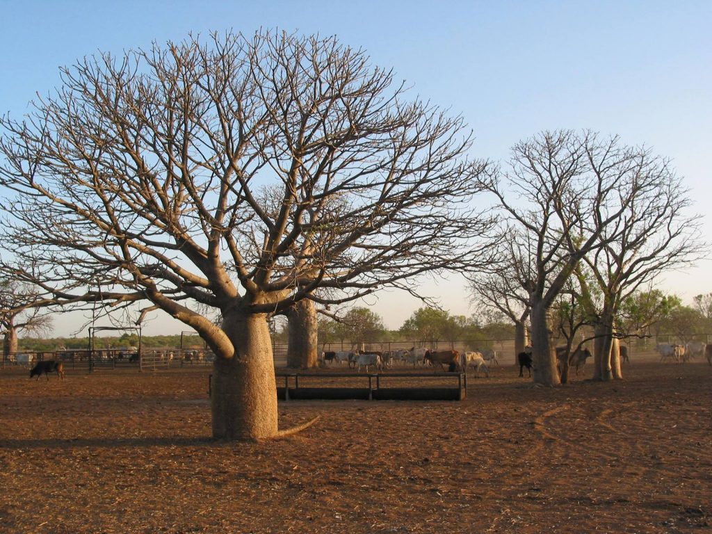 Tree in field