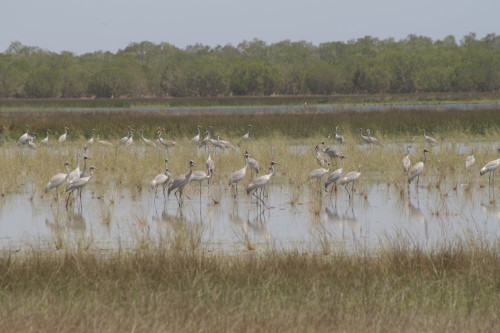 ID57-link-biodiversity-Brolgas-Lake-Eda-500px