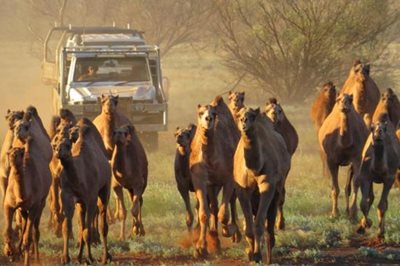 camelroundup-The-Ngaanyatjarra-Camel-Company