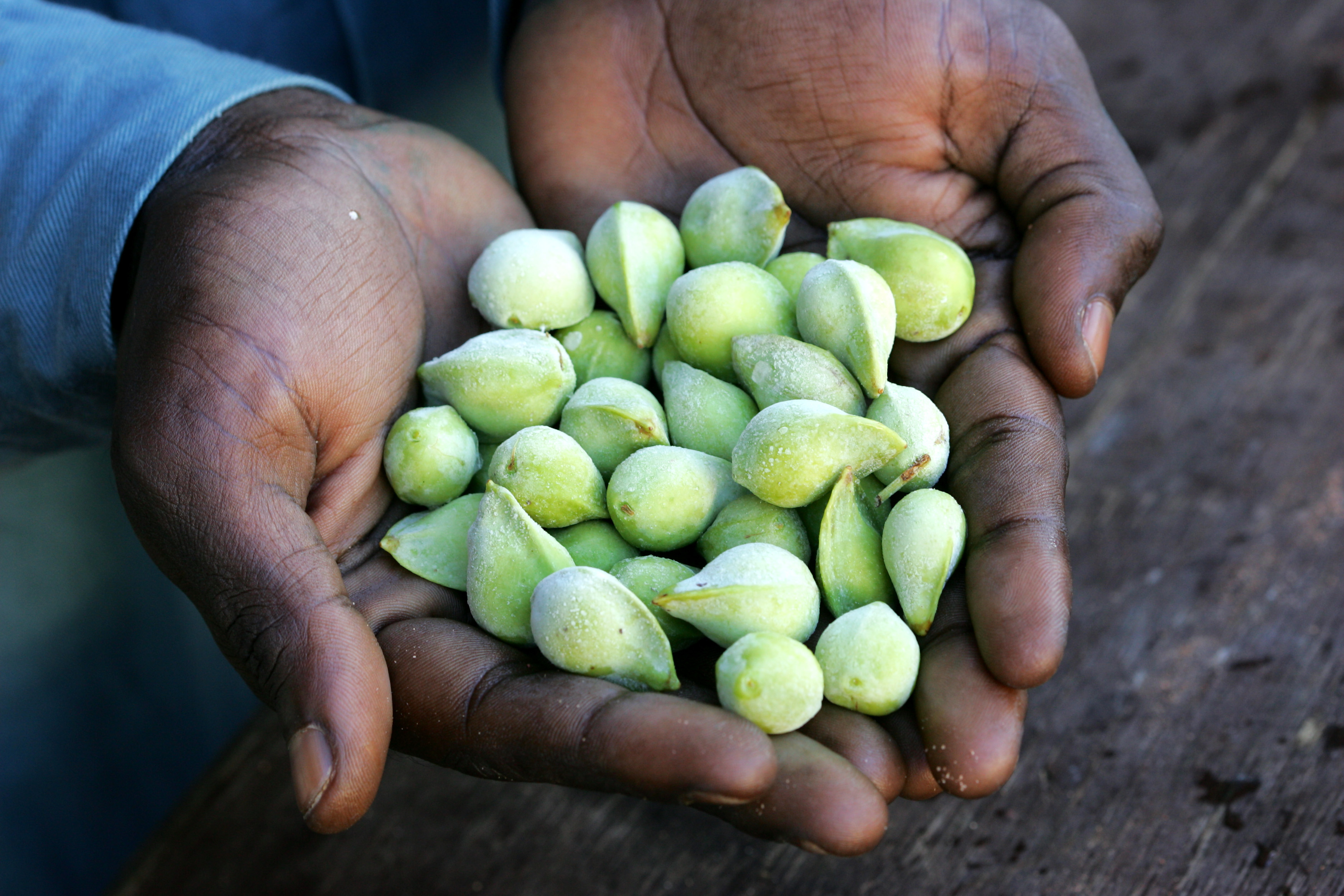 Kakadu Plum