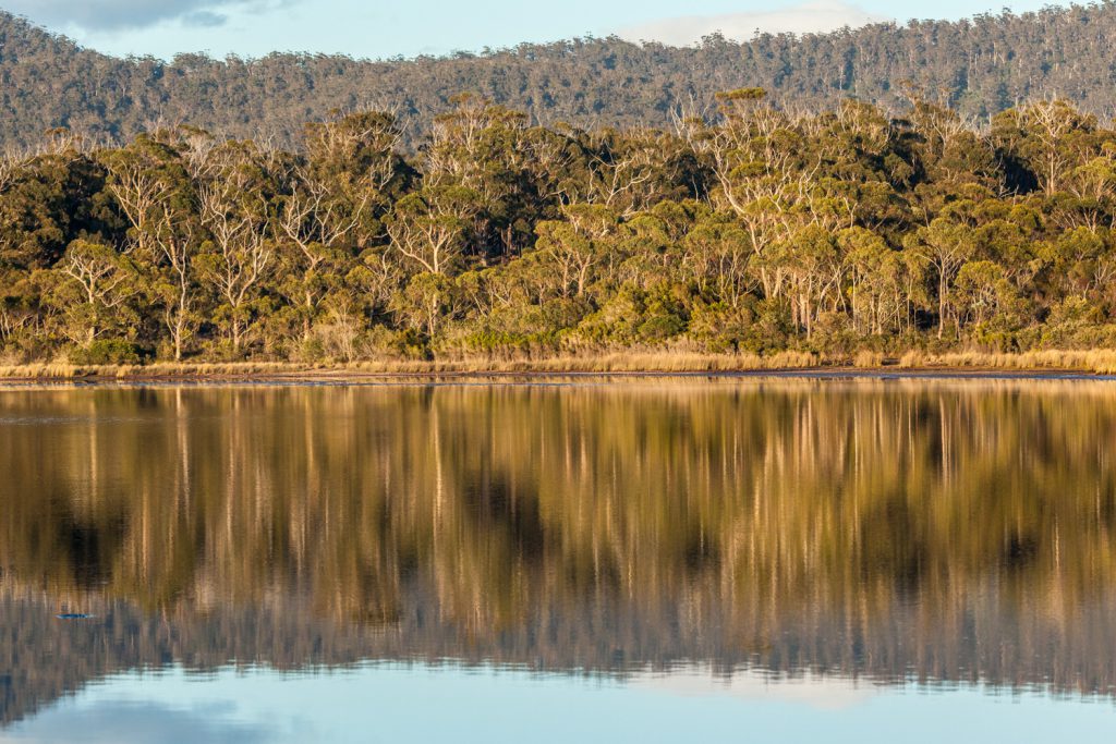 Lake with trees in the background