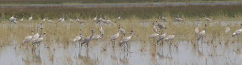 ID57-link-biodiversity-Brolgas-Lake-Eda-500px ID57-link-biodiversity-Brolgas-Lake-Eda-500px